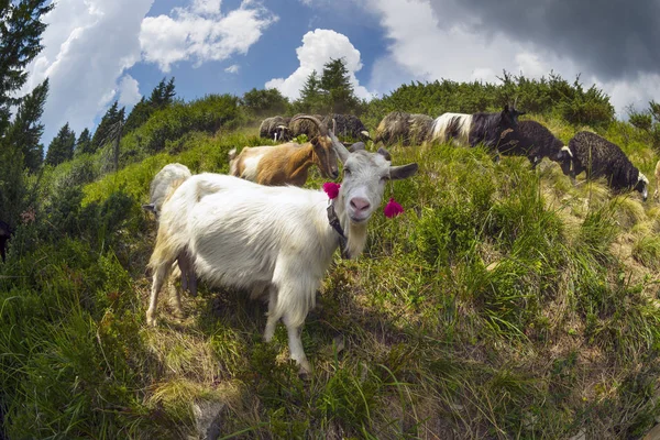 Ovelhas em um pasto de montanha — Fotografia de Stock