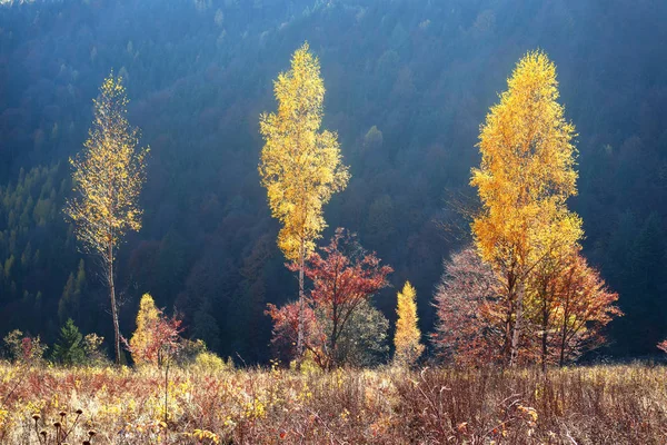 Automne à Pokutsko-Bukovina, Carpates — Photo