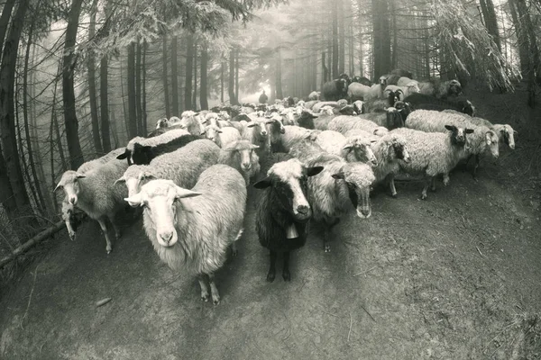 Zwart-wit foto van schapen — Stockfoto