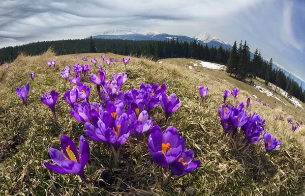 Krokusar fältet under våren — Stockfoto