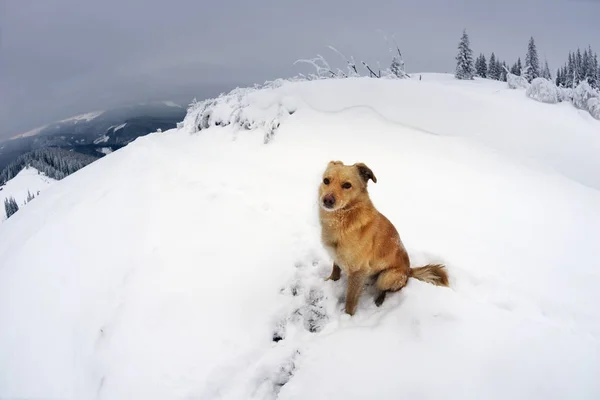 Hond in de Karpaten — Stockfoto