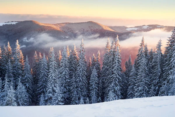 Frostiger Sonnenaufgang in den Karpaten — Stockfoto