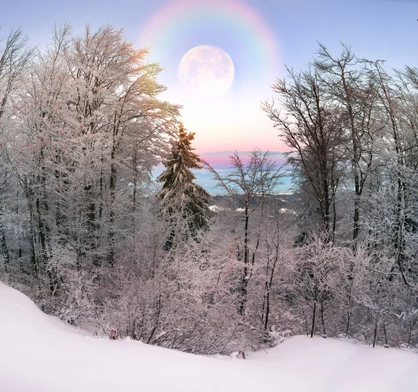 Moonrise in a frosty forest — Stock Photo, Image