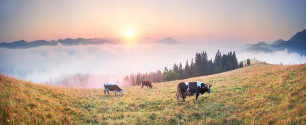 Вранці в Карпатські вершини — стокове фото