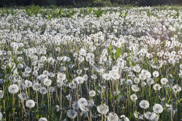 Campo di denti di leone all'alba — Foto Stock