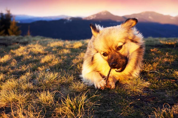 Der Hund in den sonnigen Bergen — Stockfoto