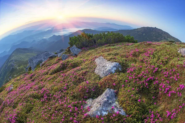 Rhododendron κοιλάδα με μαύρο βουνό — Φωτογραφία Αρχείου