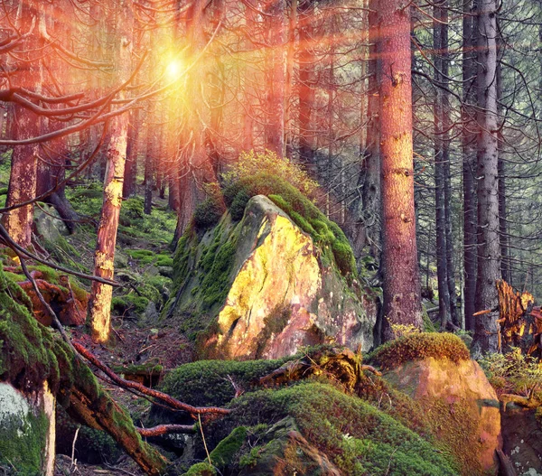 神秘的な野生の森 — ストック写真