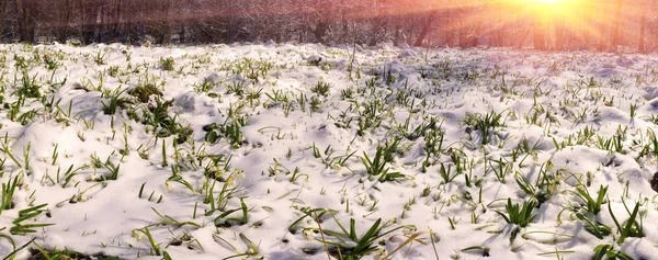 Alpine snö blommor — Stockfoto