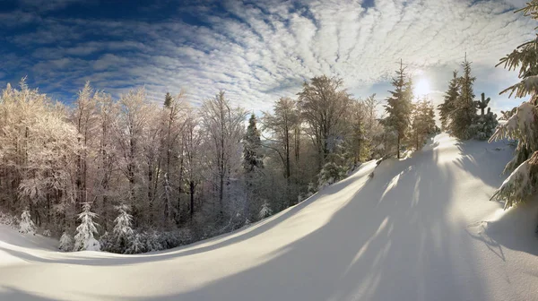 Iced skog i Karpaterna — Stockfoto