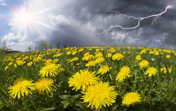 Fleurs d'été en montagne — Photo