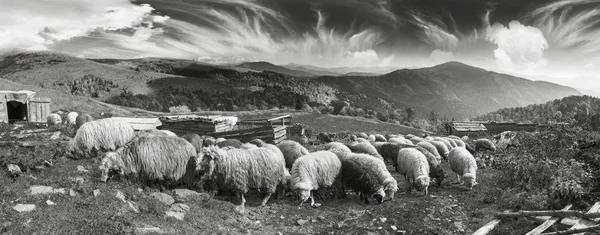 Foto in bianco e nero di pecore — Foto Stock