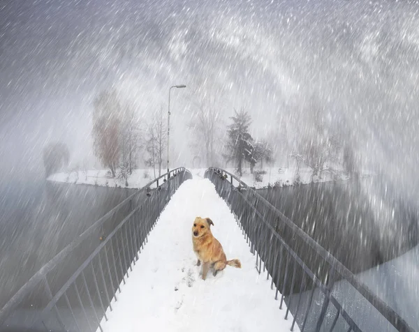 Собака на мосту в Ивано-Франковске — стоковое фото