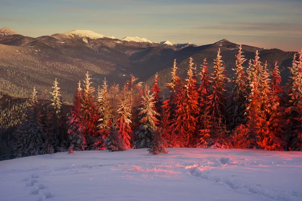 Magico albero di Natale nei Carpazi — Foto Stock