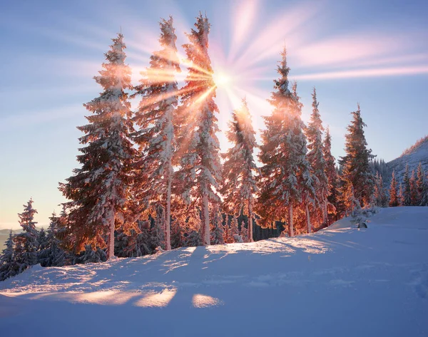 Frosty sunrise in the Carpathian mountains — стоковое фото