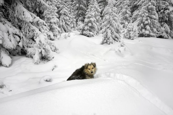 Perro en las montañas Cárpatos —  Fotos de Stock