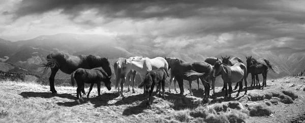 Pferde auf dem Berggipfel — Stockfoto