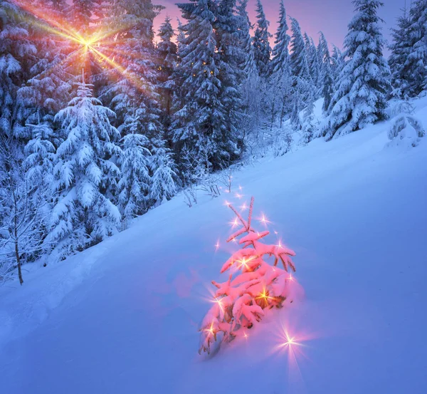 Árvore de Natal mágico em Cárpatos — Fotografia de Stock