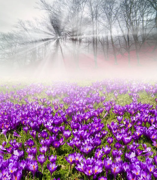 Champ de crocus en hêtraie — Photo