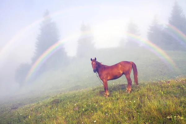 Un caballo pastando en la niebla en los Cárpatos — Foto de Stock