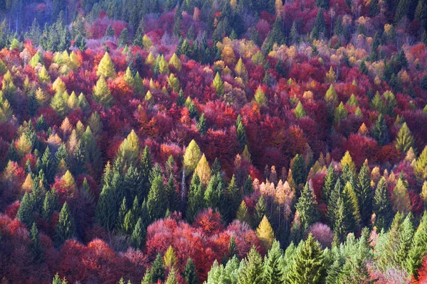 Forêt de novembre dorée et violette — Photo