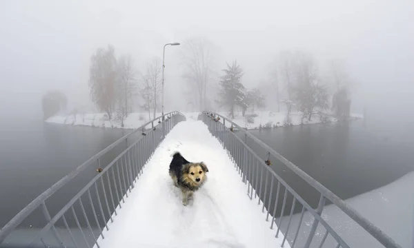 Perro en el puente en Ivano-Frankovsk —  Fotos de Stock