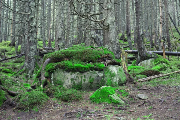 La misteriosa foresta selvaggia — Foto Stock