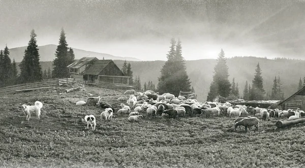 Geist der Antike mit Schafen in den Bergen — Stockfoto