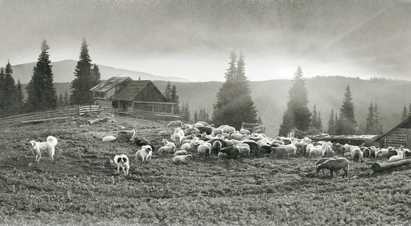 Espírito de antiguidade com ovelhas nas montanhas — Fotografia de Stock