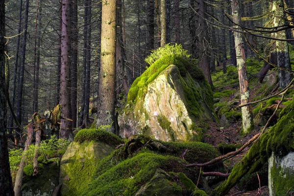 신비한 야생 숲 — 스톡 사진
