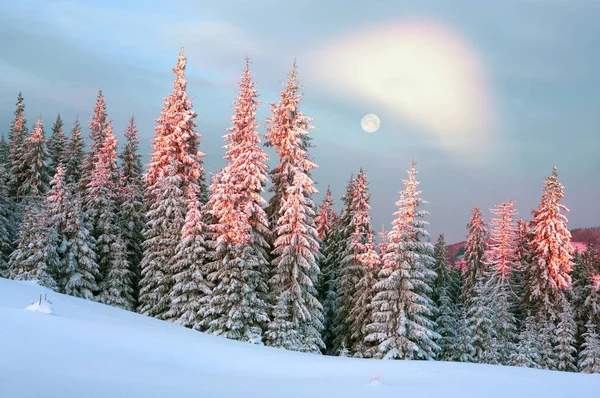 Forest after a storm in the Carpathians — Stock Photo, Image