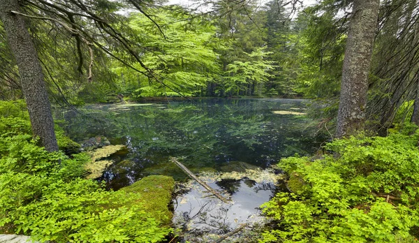 Mountain Lake w dzikie Taiga — Zdjęcie stockowe
