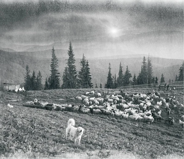 Ande av antiken med får i bergen — Stockfoto