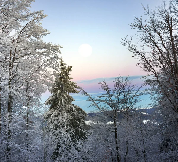 Iced bos in de Karpaten — Stockfoto
