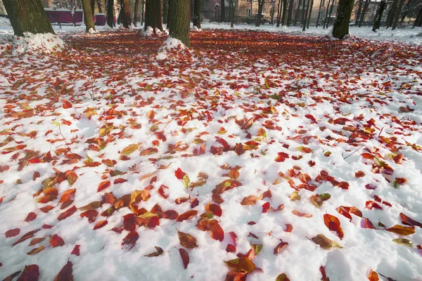 Meadow with fallen leaves — Stock Photo, Image