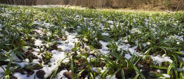 Alpine snö blommor — Stockfoto