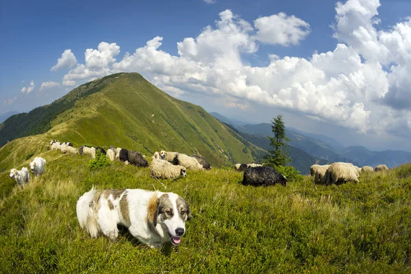 Pecore su un pascolo di montagna — Foto Stock