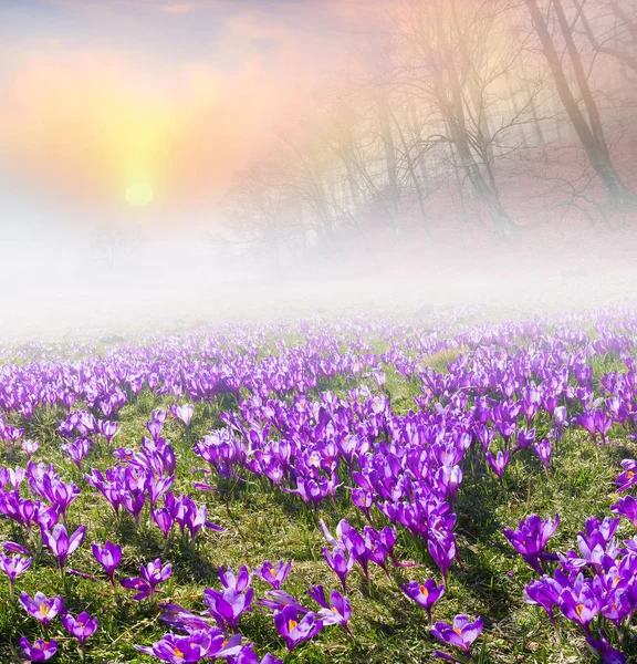 Crocuses field in beech forest — Stock Photo, Image