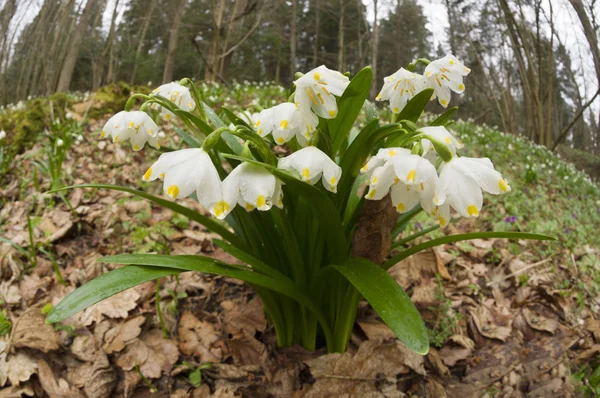 Mesés első tavaszi virágok — Stock Fotó