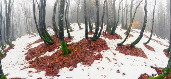 Rozmrożone śniegu pod drzewami buki — Zdjęcie stockowe