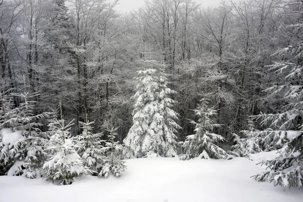 Dimma och frost i Karpaterna — Stockfoto