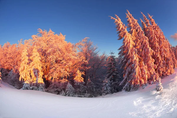 Magischer Weihnachtsbaum in den Karpaten — Stockfoto