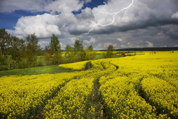 Rapsfeld in Osteuropa — Stockfoto