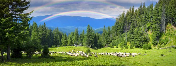 Shepherds and sheep in Carpathians