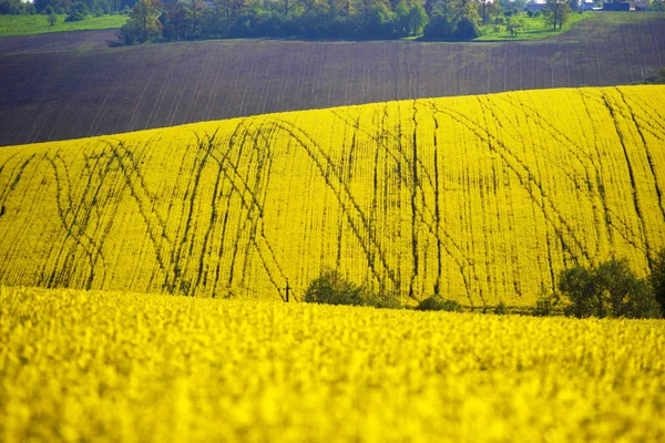 Kolza tohumu alan Doğu Avrupa'da — Stok fotoğraf