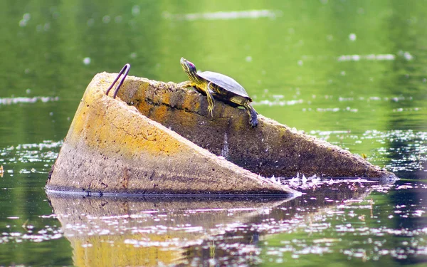 Turtle in the Ukrainian lake