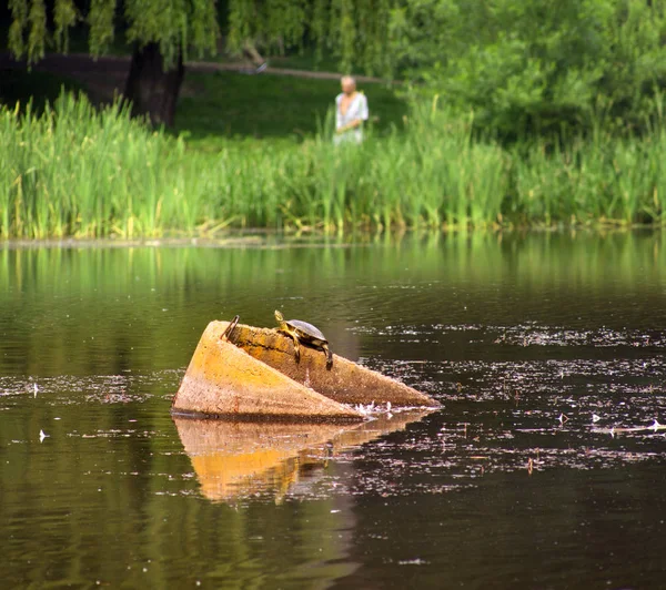 Turtle in the Ukrainian lake