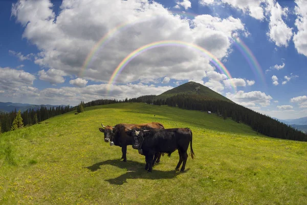 Vaca e bezerro no prado — Fotografia de Stock