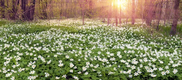 Taze yeşillik ve hassas güzel kokulu çiçekler — Stok fotoğraf