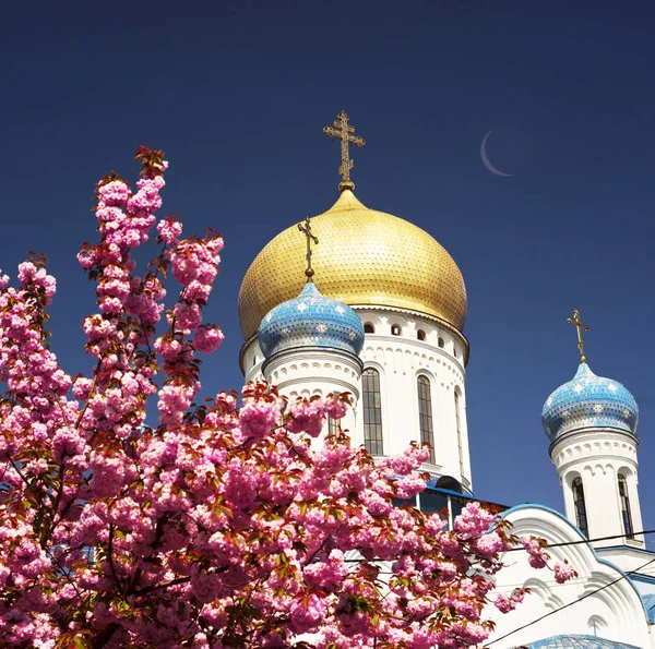 在喀尔巴阡乌克兰樱花 — 图库照片